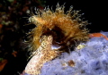   Hairy triton. Procase SUBAL NIKON F5 60mm Lens. Argentic slide. triton F-5 Lens slide  